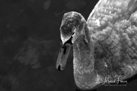 Tiere_20081217_BML_001